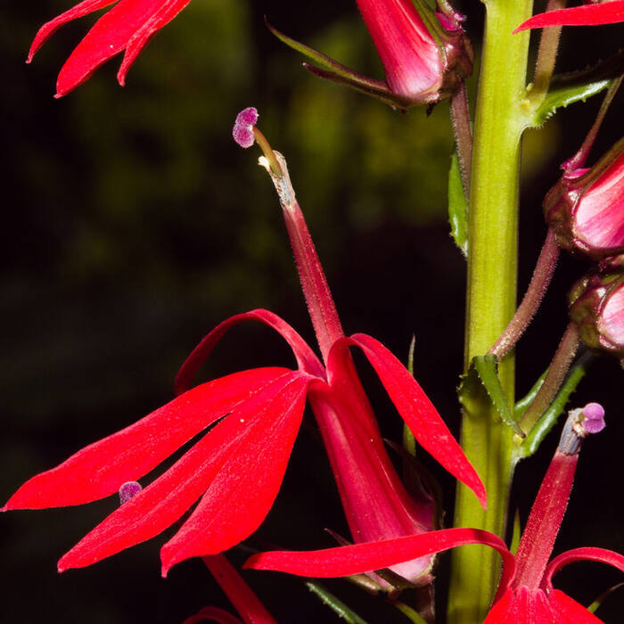 Cardinal flower flower reference