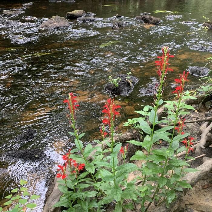 Cardinal flower habitat reference