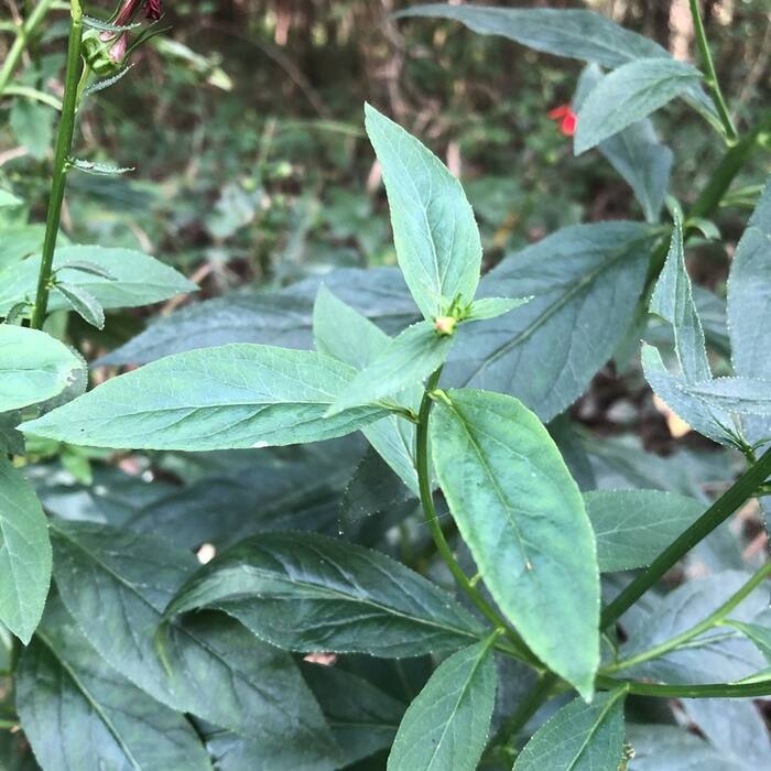 Cardinal flower leaf reference