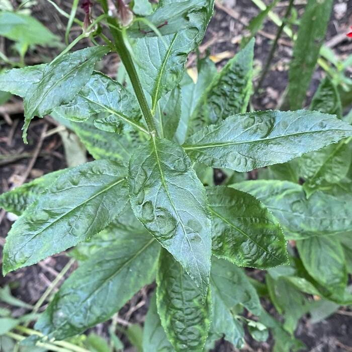 Cardinal flower rosette reference