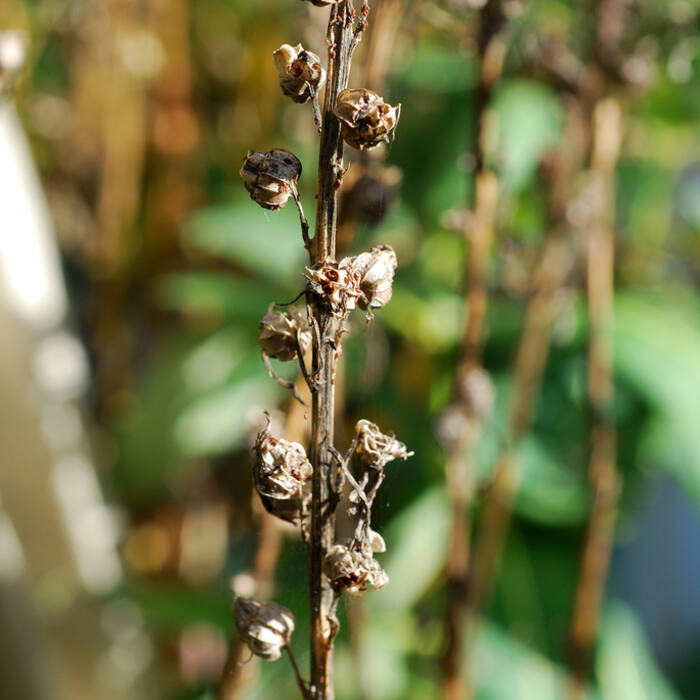 Cardinal flower seedhead reference