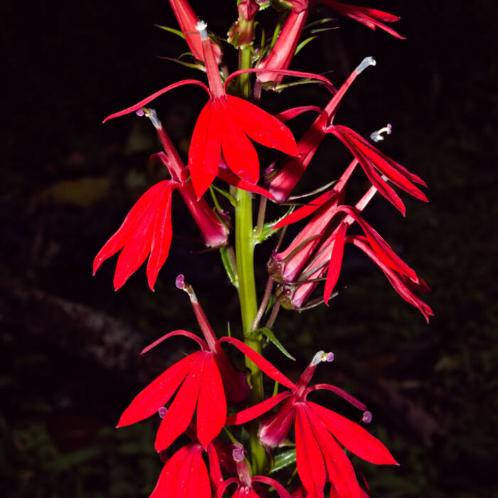 Cardinal flower