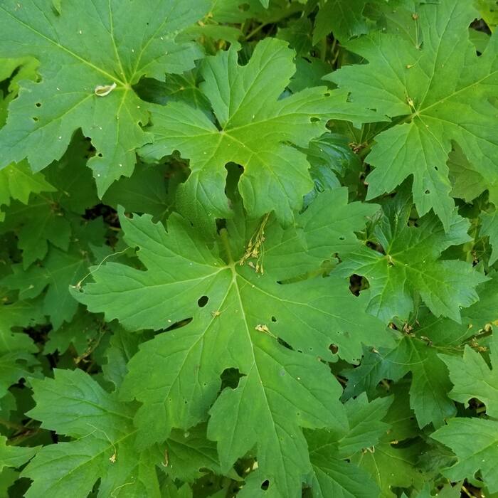 Canada waterleaf (Hydrophyllum canadense) — same genus, same rich moist streambanks, same colonial mats, and its basal rosette is pinnately divided exactly like the target reference photo 4