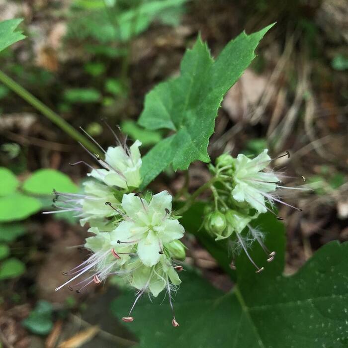 Canada waterleaf (Hydrophyllum canadense) — same genus, same rich moist streambanks, same colonial mats, and its basal rosette is pinnately divided exactly like the target reference photo 1