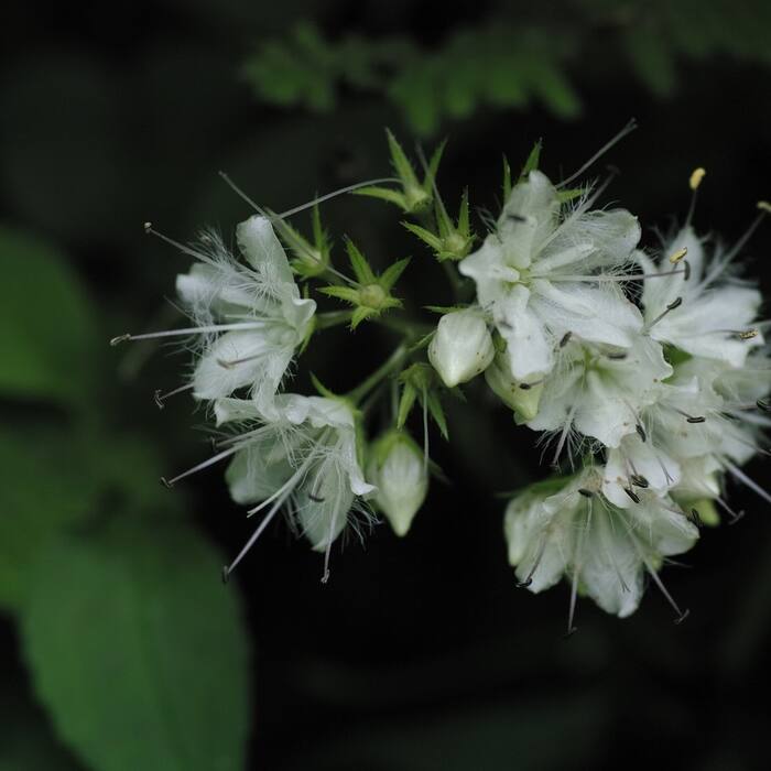 Canada waterleaf (Hydrophyllum canadense) — same genus, same rich moist streambanks, same colonial mats, and its basal rosette is pinnately divided exactly like the target reference photo 2