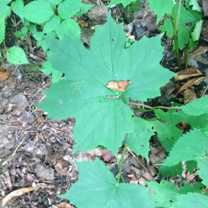 Canada waterleaf (Hydrophyllum canadense) — same genus, same rich moist streambanks, same colonial mats, and its basal rosette is pinnately divided exactly like the target reference photo 3