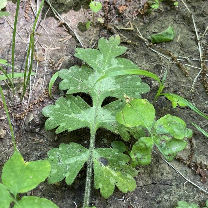 Largeleaf waterleaf (Hydrophyllum macrophyllum) — cauline leaves also pinnatifid with the same coarse teeth, so a leaf-only key lands on the wrong species reference photo 2