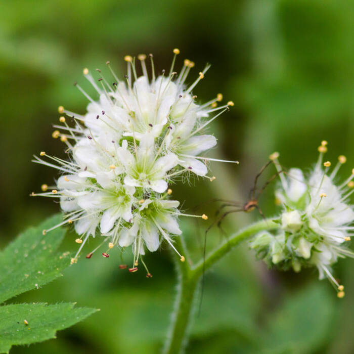 Largeleaf waterleaf (Hydrophyllum macrophyllum) — cauline leaves also pinnatifid with the same coarse teeth, so a leaf-only key lands on the wrong species reference photo 4