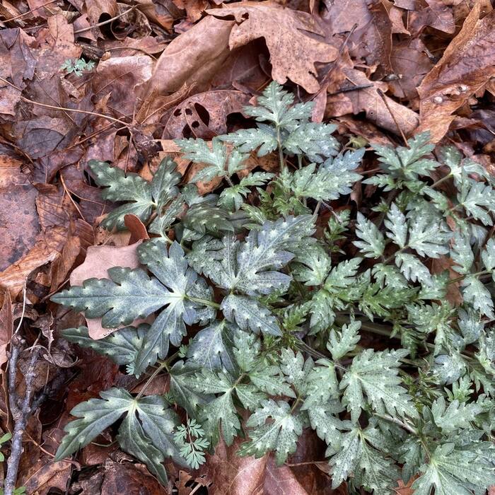 Fernleaf phacelia (Phacelia bipinnatifida) — mottled, pinnately lobed, coarsely toothed leaves and hairy exserted filaments on the same rich rocky slopes; named in the literature as the main confusion reference photo 3