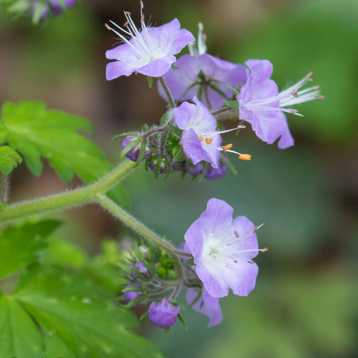 Fernleaf phacelia (Phacelia bipinnatifida) — mottled, pinnately lobed, coarsely toothed leaves and hairy exserted filaments on the same rich rocky slopes; named in the literature as the main confusion reference photo 1