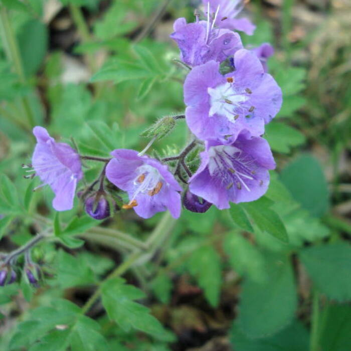 Fernleaf phacelia (Phacelia bipinnatifida) — mottled, pinnately lobed, coarsely toothed leaves and hairy exserted filaments on the same rich rocky slopes; named in the literature as the main confusion reference photo 2
