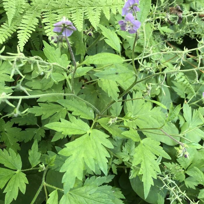 Fernleaf phacelia (Phacelia bipinnatifida) — mottled, pinnately lobed, coarsely toothed leaves and hairy exserted filaments on the same rich rocky slopes; named in the literature as the main confusion reference photo 4