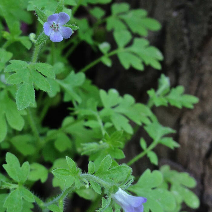 Eastern buttercup phacelia (Phacelia covillei) — alternate pinnately lobed leaves in exactly the floodplain-terrace habitat I'd be searching, in exactly these drainages, and it's protected reference photo 4