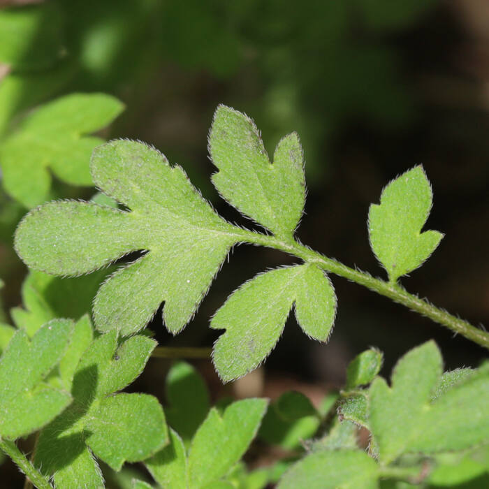 Eastern buttercup phacelia (Phacelia covillei) — alternate pinnately lobed leaves in exactly the floodplain-terrace habitat I'd be searching, in exactly these drainages, and it's protected reference photo 3
