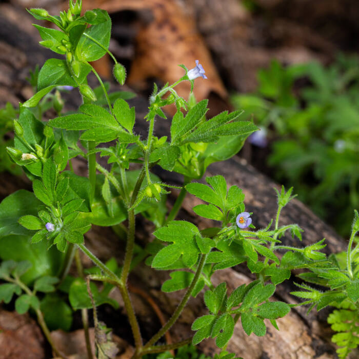 Eastern buttercup phacelia (Phacelia covillei) — alternate pinnately lobed leaves in exactly the floodplain-terrace habitat I'd be searching, in exactly these drainages, and it's protected reference photo 1