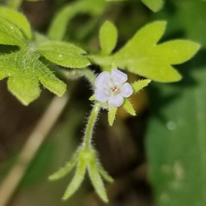 Eastern buttercup phacelia (Phacelia covillei) — alternate pinnately lobed leaves in exactly the floodplain-terrace habitat I'd be searching, in exactly these drainages, and it's protected reference photo 2