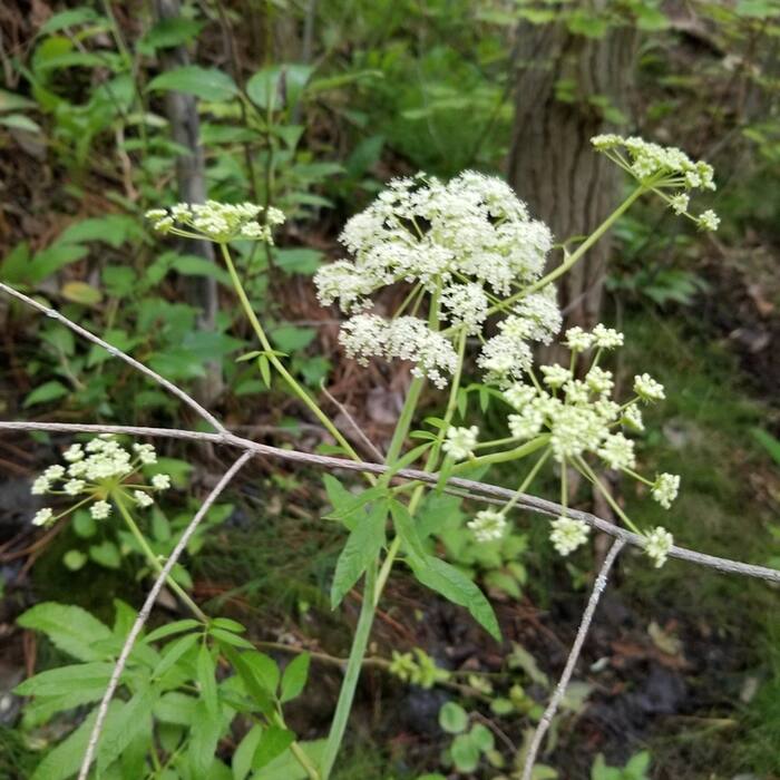 Spotted water hemlock (Cicuta maculata) — lethal, and its first-year rosette of pinnately divided coarsely toothed leaves shares the wet floodplain, the streambank and the season reference photo 2