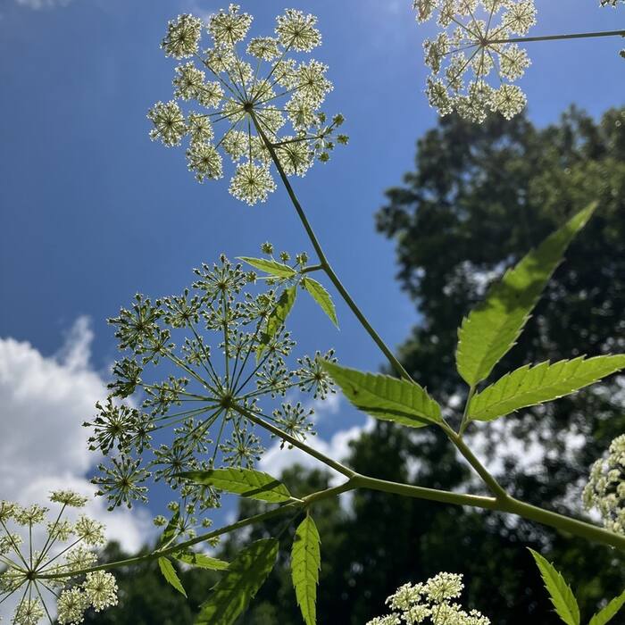 Spotted water hemlock (Cicuta maculata) — lethal, and its first-year rosette of pinnately divided coarsely toothed leaves shares the wet floodplain, the streambank and the season reference photo 3