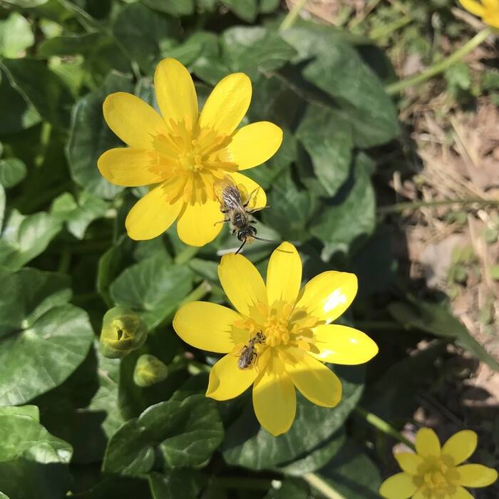 Lesser celandine (Ficaria verna) — makes the identical dense carpet on floodplain terraces in late winter, and some leaves carry pale marks that read as mottling reference photo 2