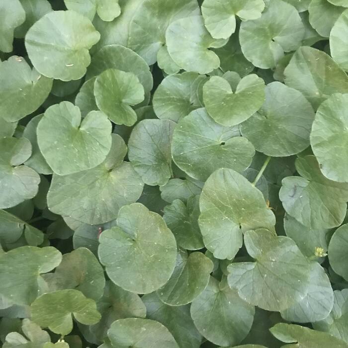 Lesser celandine (Ficaria verna) — makes the identical dense carpet on floodplain terraces in late winter, and some leaves carry pale marks that read as mottling reference photo 3