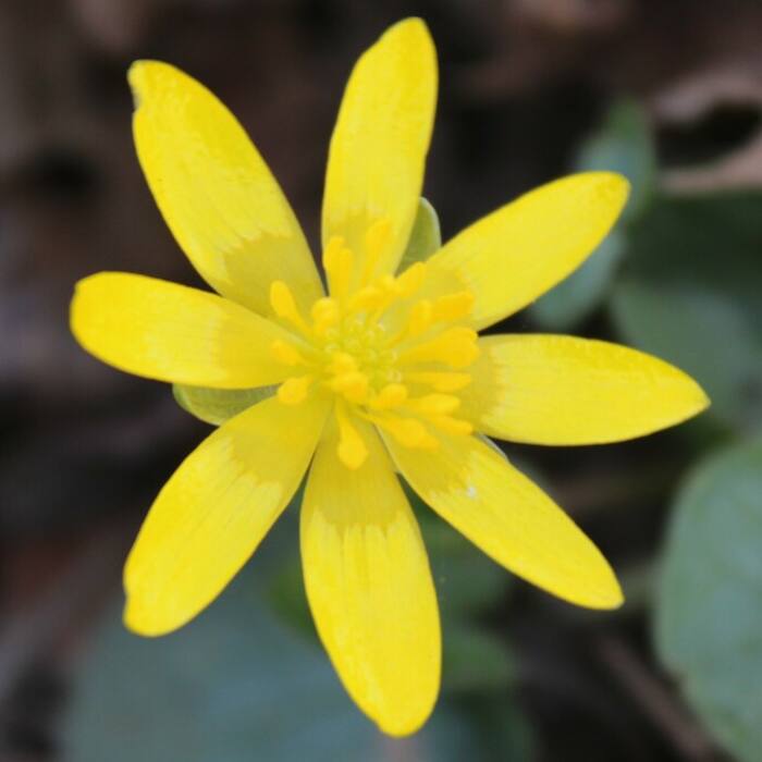 Lesser celandine (Ficaria verna) — makes the identical dense carpet on floodplain terraces in late winter, and some leaves carry pale marks that read as mottling reference photo 4
