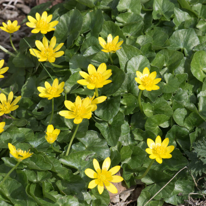 Lesser celandine (Ficaria verna) — makes the identical dense carpet on floodplain terraces in late winter, and some leaves carry pale marks that read as mottling reference photo 1
