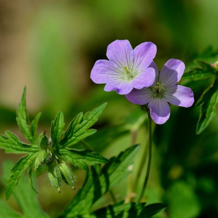 Wild geranium (Geranium maculatum) — deeply lobed coarsely toothed leaves of the same size and cut-leaf texture in the same mesic forest, flowering Apr–Jun right alongside reference photo 1