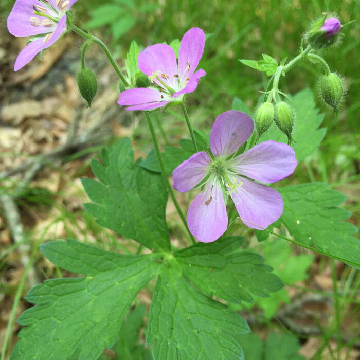 Wild geranium (Geranium maculatum) — deeply lobed coarsely toothed leaves of the same size and cut-leaf texture in the same mesic forest, flowering Apr–Jun right alongside reference photo 3