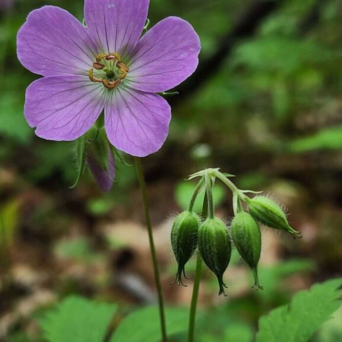 Wild geranium (Geranium maculatum) — deeply lobed coarsely toothed leaves of the same size and cut-leaf texture in the same mesic forest, flowering Apr–Jun right alongside reference photo 4