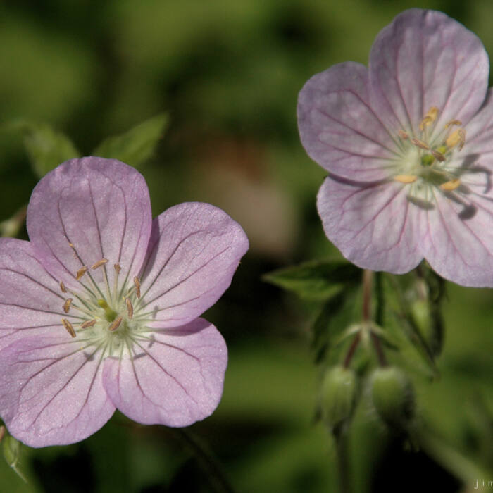 Wild geranium (Geranium maculatum) — deeply lobed coarsely toothed leaves of the same size and cut-leaf texture in the same mesic forest, flowering Apr–Jun right alongside reference photo 2