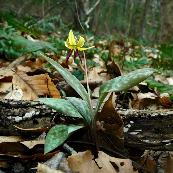 Dimpled trout lily (Erythronium umbilicatum) — owns the phrase mottled leaves in Piedmont floodplain woods, same colonies, same Feb–Apr window, same soil reference photo 1
