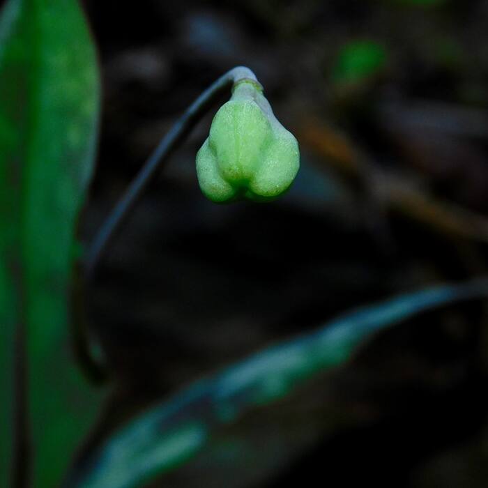 Dimpled trout lily (Erythronium umbilicatum) — owns the phrase mottled leaves in Piedmont floodplain woods, same colonies, same Feb–Apr window, same soil reference photo 3