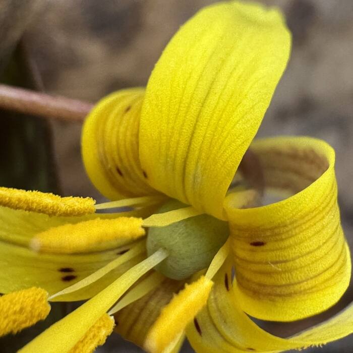 Dimpled trout lily (Erythronium umbilicatum) — owns the phrase mottled leaves in Piedmont floodplain woods, same colonies, same Feb–Apr window, same soil reference photo 2