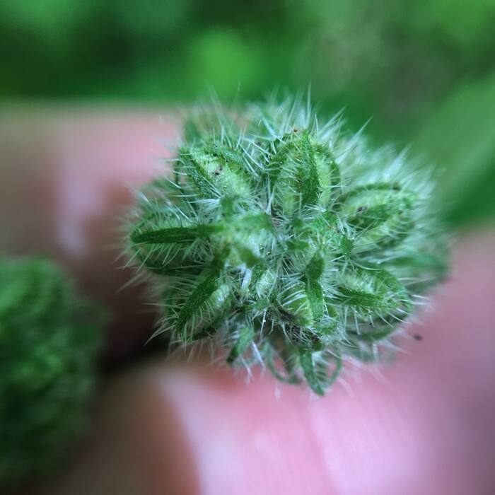 Virginia waterleaf bud reference