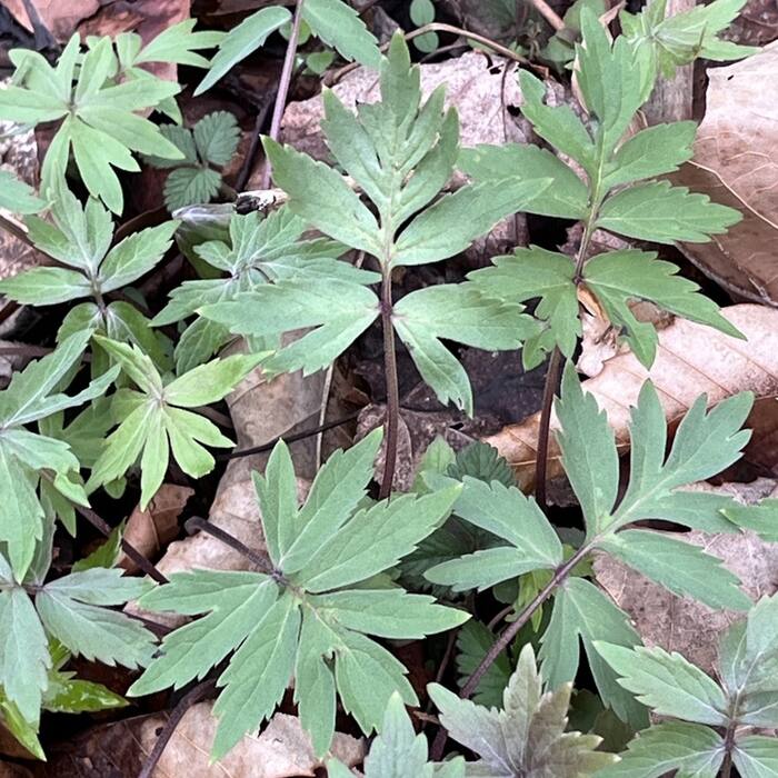 Virginia waterleaf colony reference