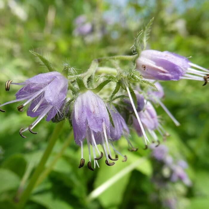 Virginia waterleaf