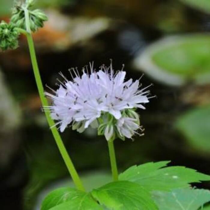 Virginia waterleaf habit reference