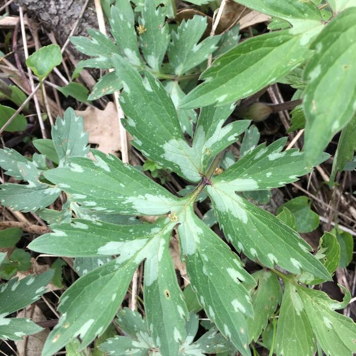 Virginia waterleaf leaf reference