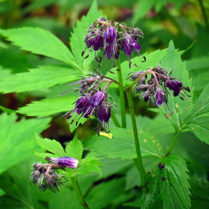 Virginia waterleaf stamens reference