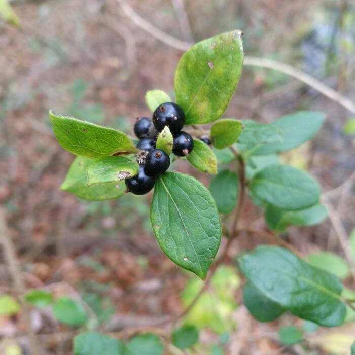 Japanese honeysuckle (Lonicera japonica) — same twining woody honeysuckle in the same fencerows, opposite simple entire leaves, and it carries red berries in late Aug on the way to black reference photo 3