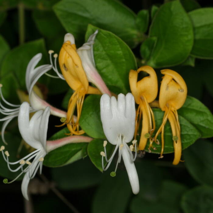 Japanese honeysuckle (Lonicera japonica) — same twining woody honeysuckle in the same fencerows, opposite simple entire leaves, and it carries red berries in late Aug on the way to black reference photo 1