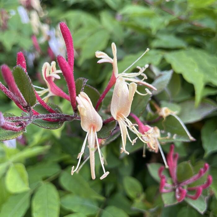 Japanese honeysuckle (Lonicera japonica) — same twining woody honeysuckle in the same fencerows, opposite simple entire leaves, and it carries red berries in late Aug on the way to black reference photo 2