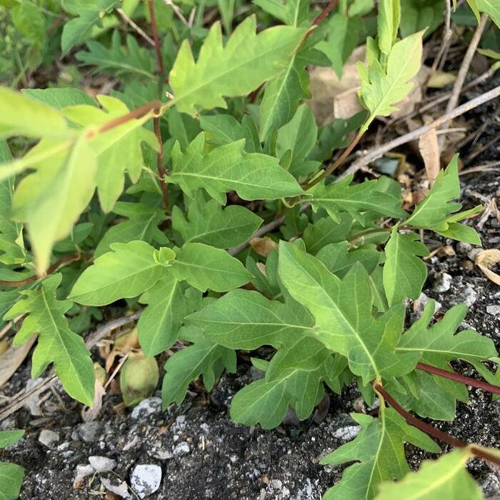 Japanese honeysuckle (Lonicera japonica) — same twining woody honeysuckle in the same fencerows, opposite simple entire leaves, and it carries red berries in late Aug on the way to black reference photo 4