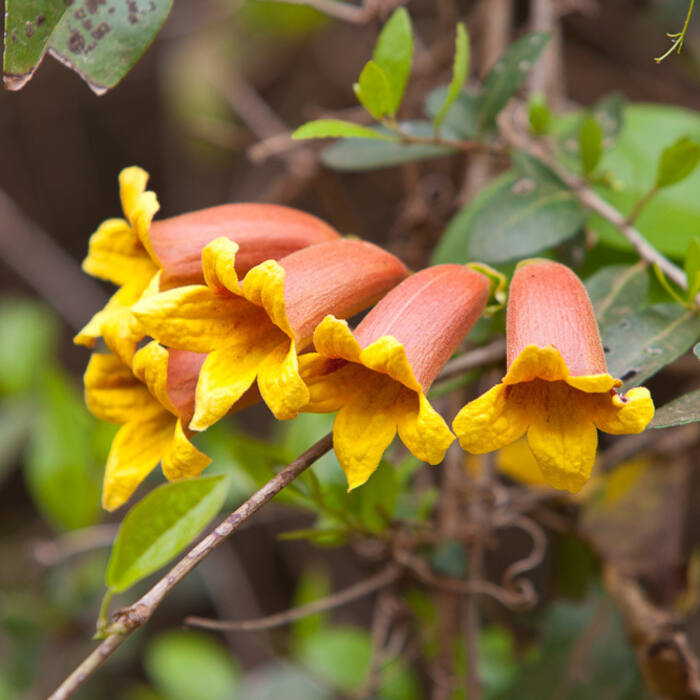 Crossvine (Bignonia capreolata) — reddish-orange two-inch trumpets, yellow inside, Apr–May, on a woody vine in Piedmont bottomland, often up the same tree reference photo 1