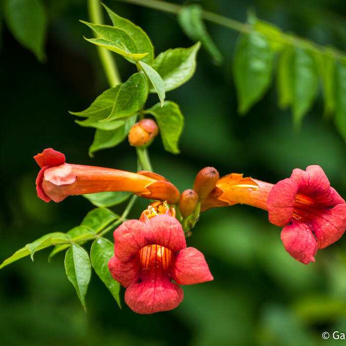 Trumpet creeper (Campsis radicans) — orange-red tubular flowers on a woody vine in sun-exposed fencerows and powerline cuts, and coral honeysuckle reblooms straight into its window reference photo 1
