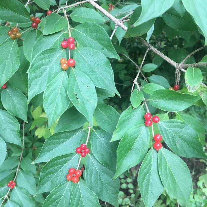 Amur honeysuckle (Lonicera maackii) and the other invasive bush honeysuckles — smothered in bright red paired berries in Sep–Oct, and an arching shrub with a honeysuckle vine tangled through it is an easy mis-collection reference photo 2