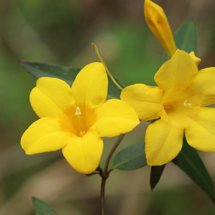 Carolina jessamine (Gelsemium sempervirens) — a wiry twining evergreen vine with opposite entire glossy leaves on the same fencerows; the confusion happens out of season, on a leafy non-flowering stem in December reference photo 2