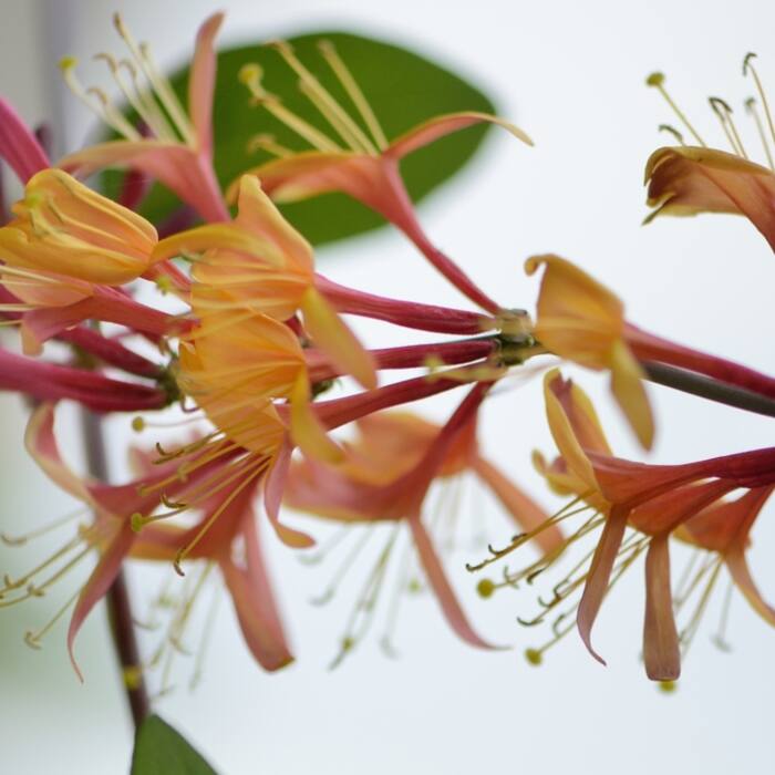 Goldflame honeysuckle (Lonicera heckrottii) — a common landscape hybrid that escapes near houses and trailhead beds, and it has connate terminal leaves just like the native, so the fused disc doesn't save me reference photo 3
