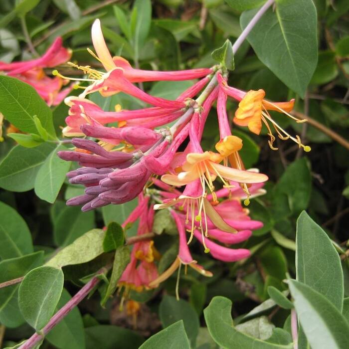 Goldflame honeysuckle (Lonicera heckrottii) — a common landscape hybrid that escapes near houses and trailhead beds, and it has connate terminal leaves just like the native, so the fused disc doesn't save me reference photo 1
