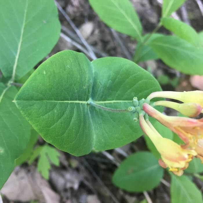 Limber honeysuckle (Lonicera dioica) — the one other native climbing honeysuckle with a connate perfoliate disc, glaucous underleaves, red berries and a terminal cluster; structurally the closest thing in the genus reference photo 4